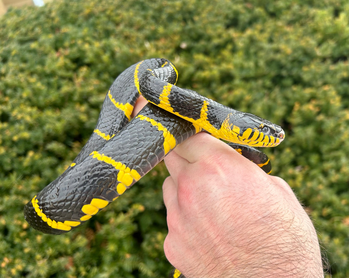 *Imperfect Adult Indonesian Mangrove Snake (Male) – Scales and Tails of ...