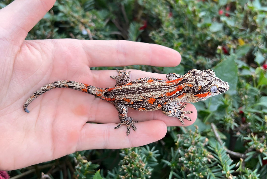 Sub-Adult Orange Blotched Gargoyle Gecko (Male)