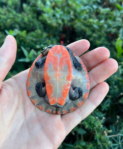 Pink-Bellied Sideneck Turtle