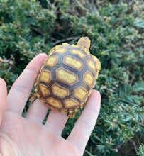 Load image into Gallery viewer, Baby Sulcata Tortoise