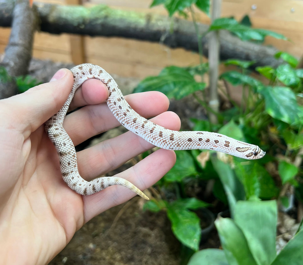 Baby Artic Western Hognose Snake