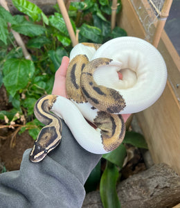 Adult Pied Ball Python (Male)