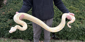 Adult Albino(Kahl) Red-Tailed Boa Constrictor (Female)