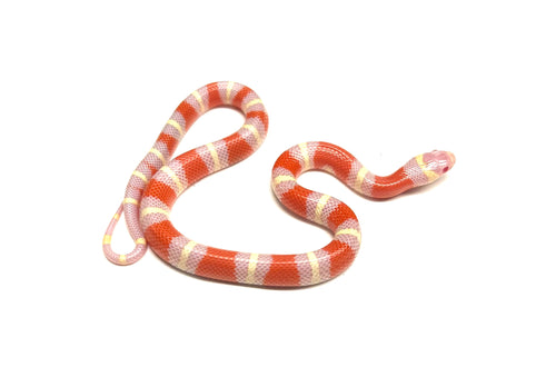 Baby Albino Nelson’s Milksnake