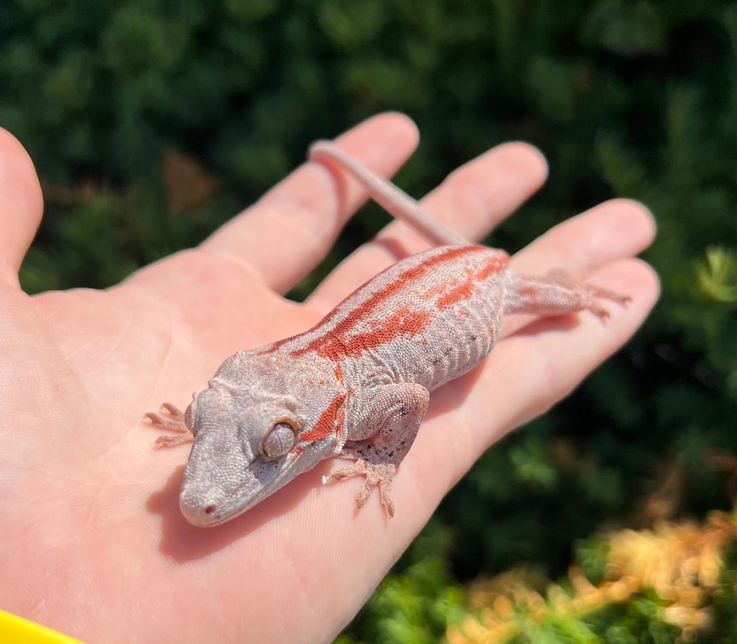 Adult Red Stripe Gargoyle Gecko (Female 1)