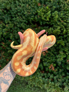 Sub-Adult T+ Albino Blood Python (Female)