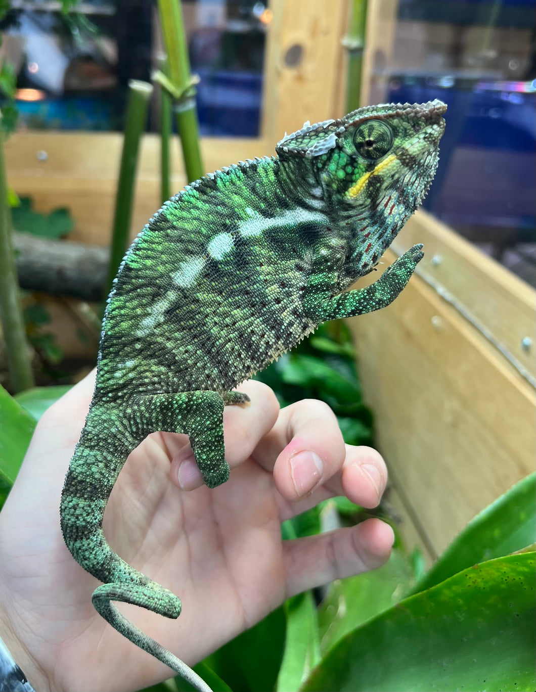 Adult Nosy-Be Panther Chameleon (Male 1)