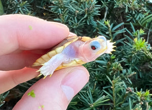 Baby Caramel Albino Red-Eared Slider