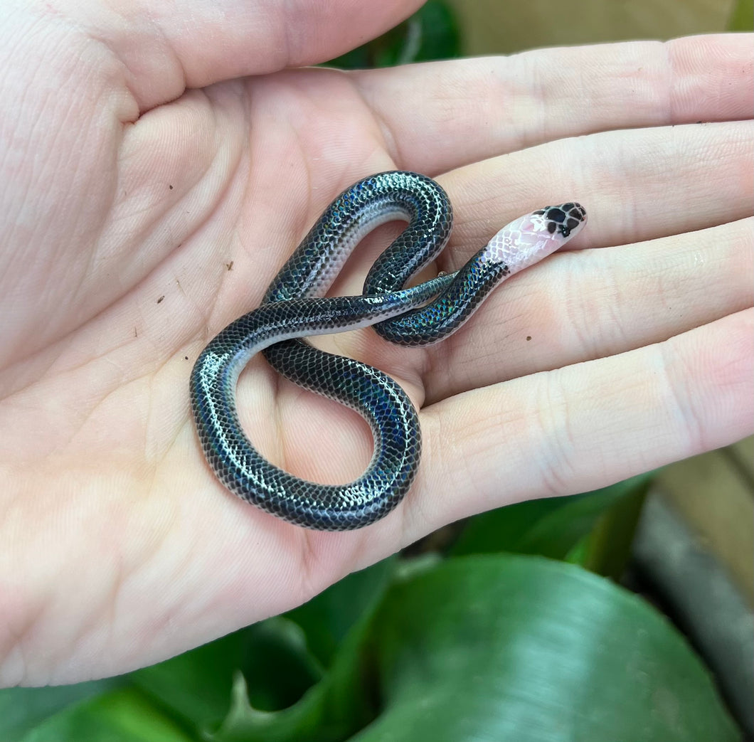 Baby Sunbeam Snake