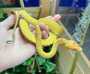 Juvenile Biak Green Tree Python (4)