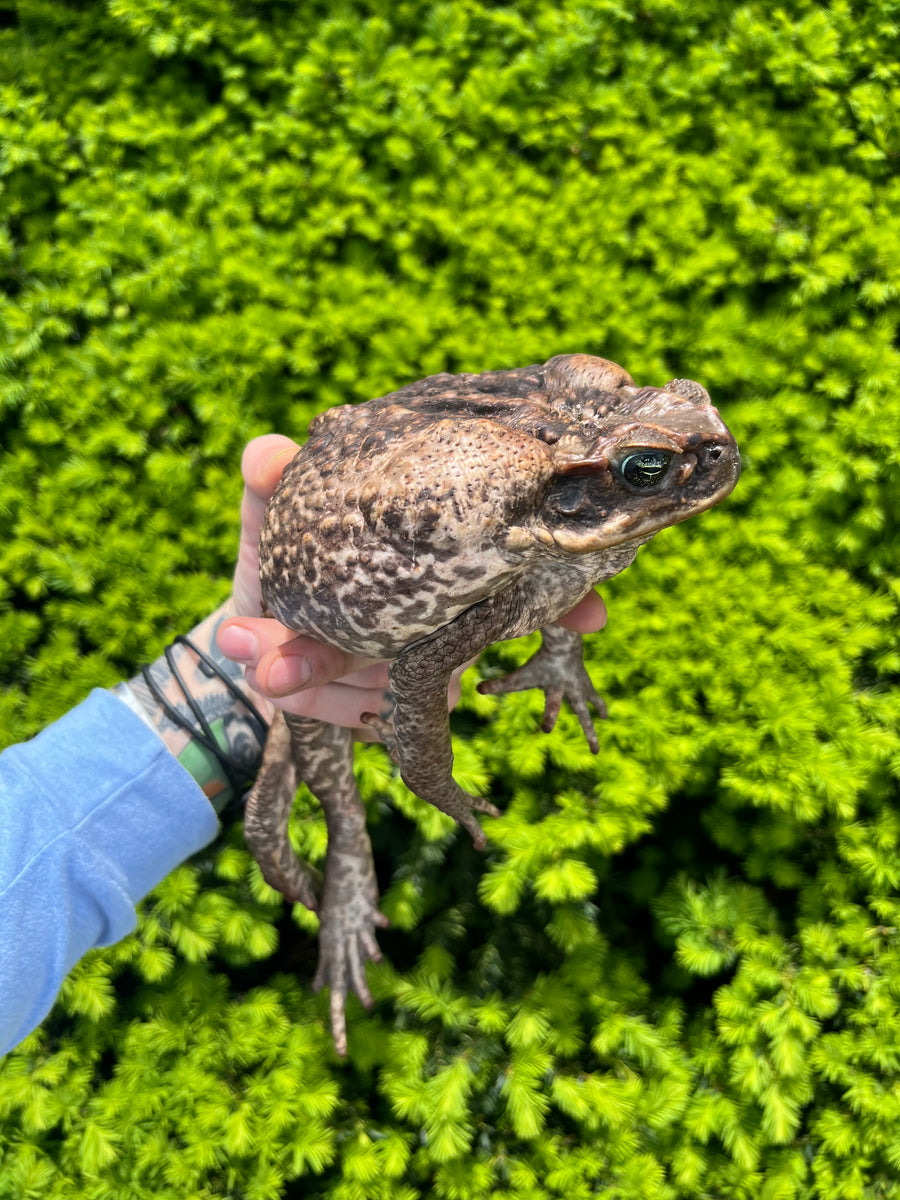 Large Cane Toad – Scales and Tails of Ohio