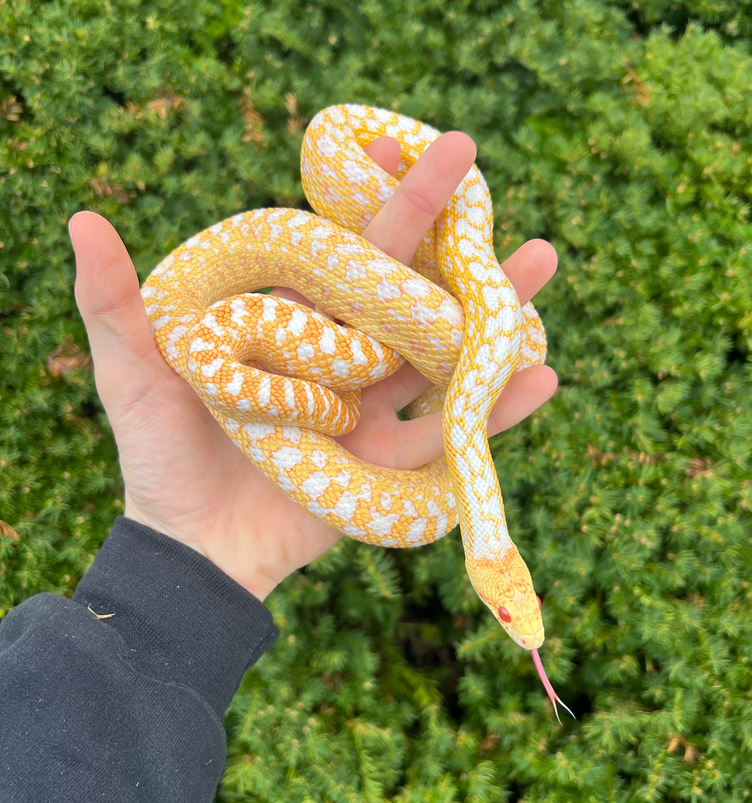 Adult Albino Applegate San Diego Gopher Snake (Male 1)