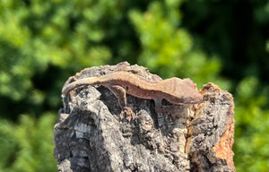 Baby Crested Gecko (4)