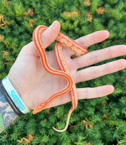 Juvenile Tessera Sunglow Corn Snake (Female)