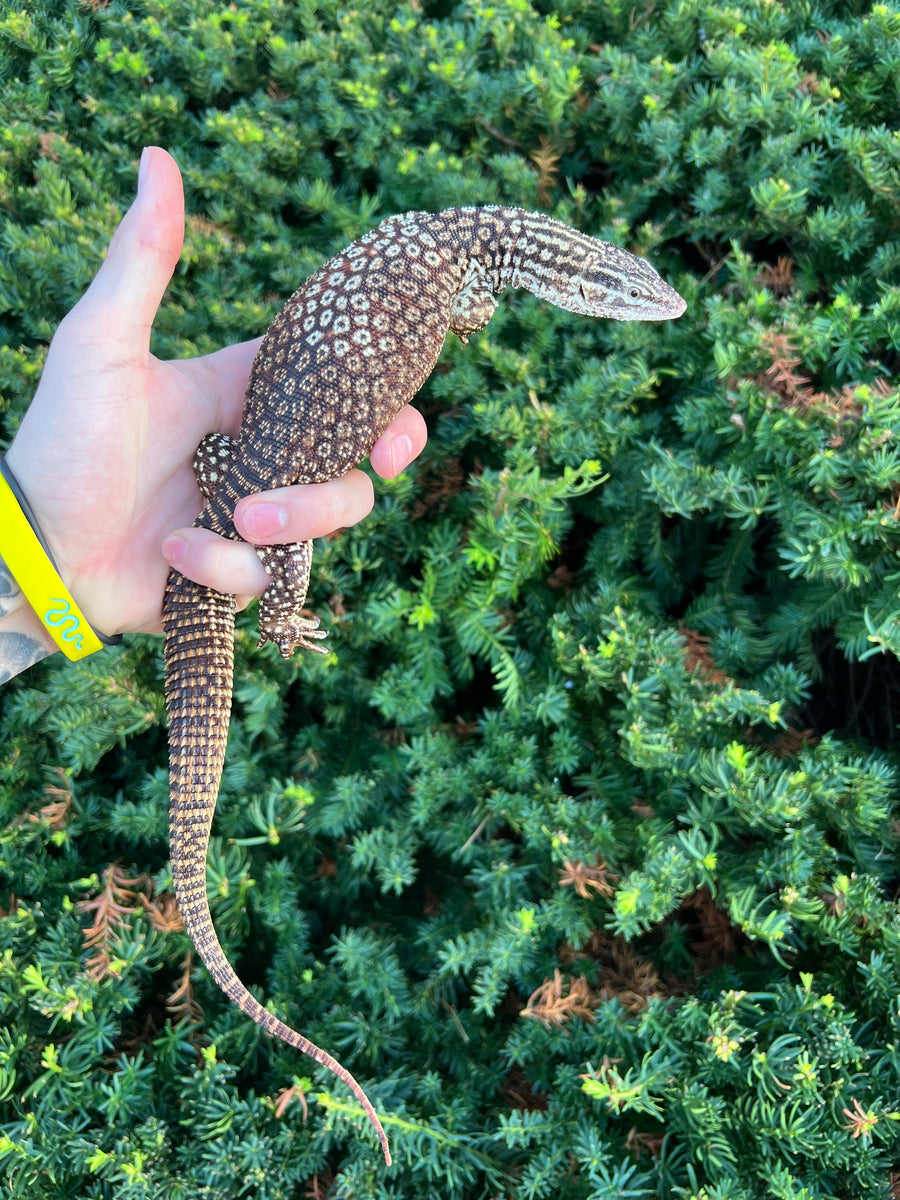 Adult Red Ackie Monitor (Male) – Scales and Tails of Ohio