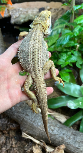 Adult Paradox Bearded Dragon (Female 1)