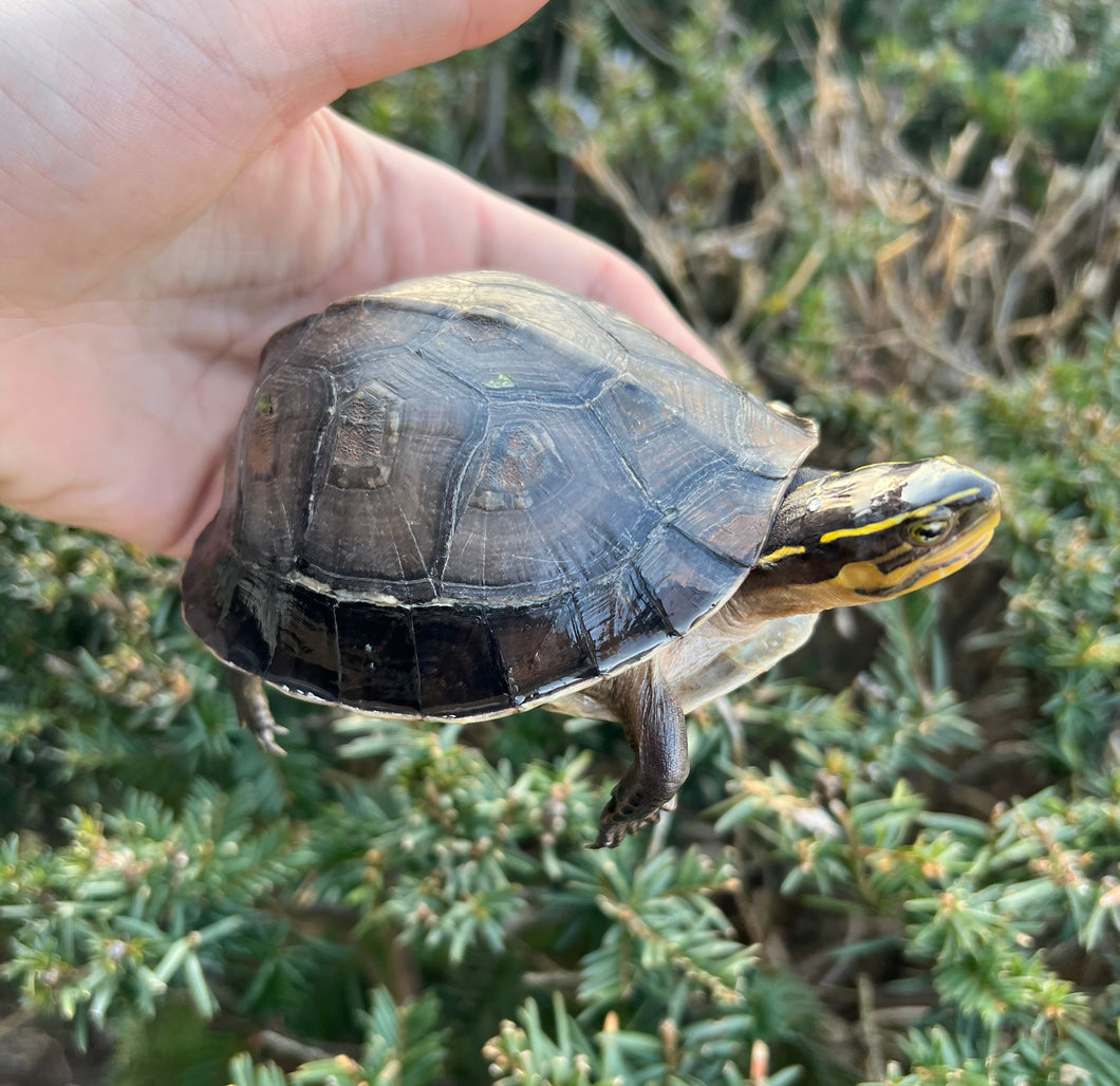 Adult Asian Box Turtle