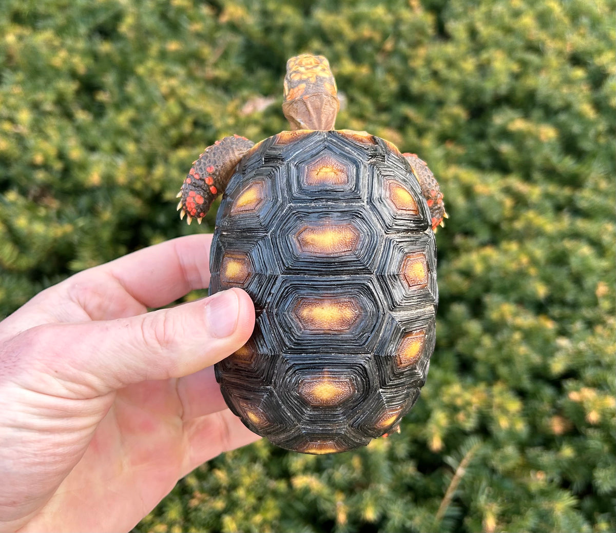 5” Red Foot Tortoise – Scales and Tails of Ohio