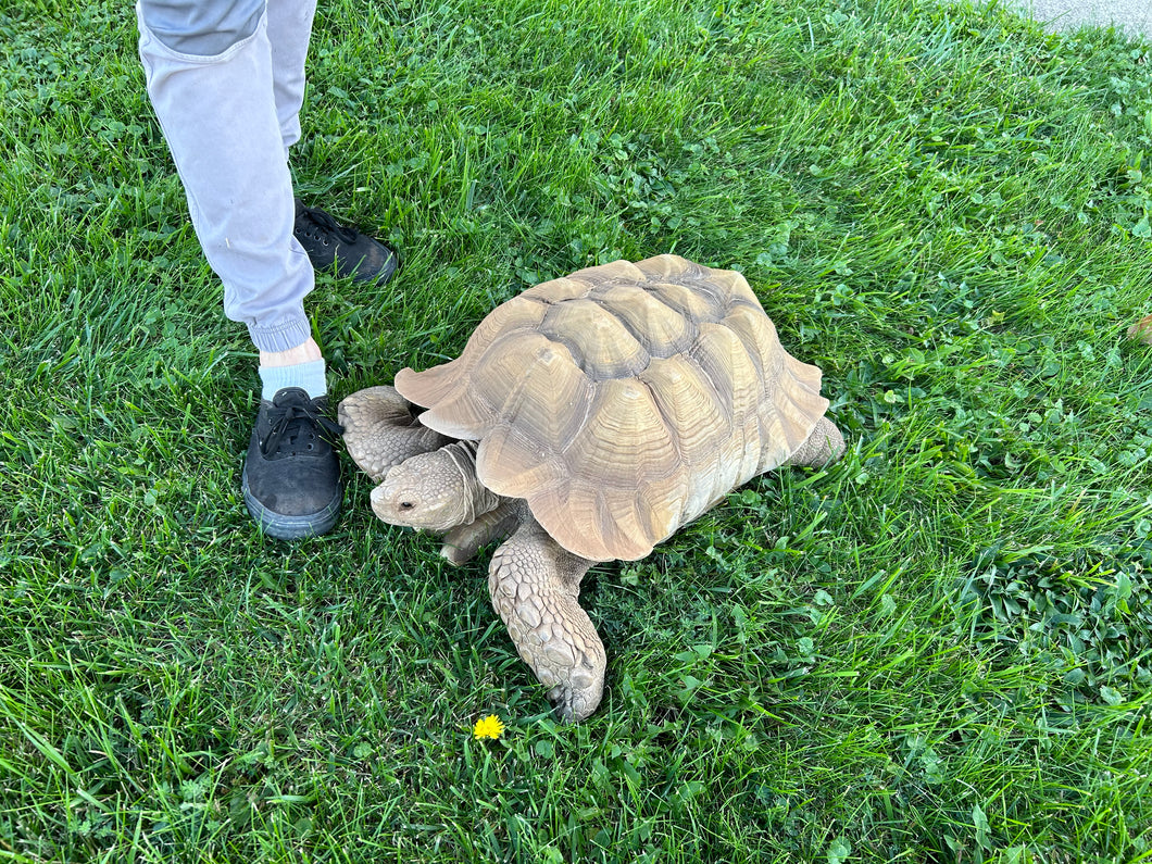 Adult Sulcata Tortoise (Male)