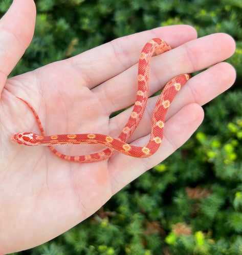 Baby Amel Motley Corn Snake (Male)