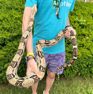 Adult Columbian Red-Tailed Boa Constrictor (Male)