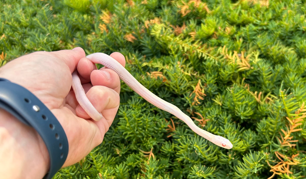 Baby Albino White-Sided Black Ratsnake