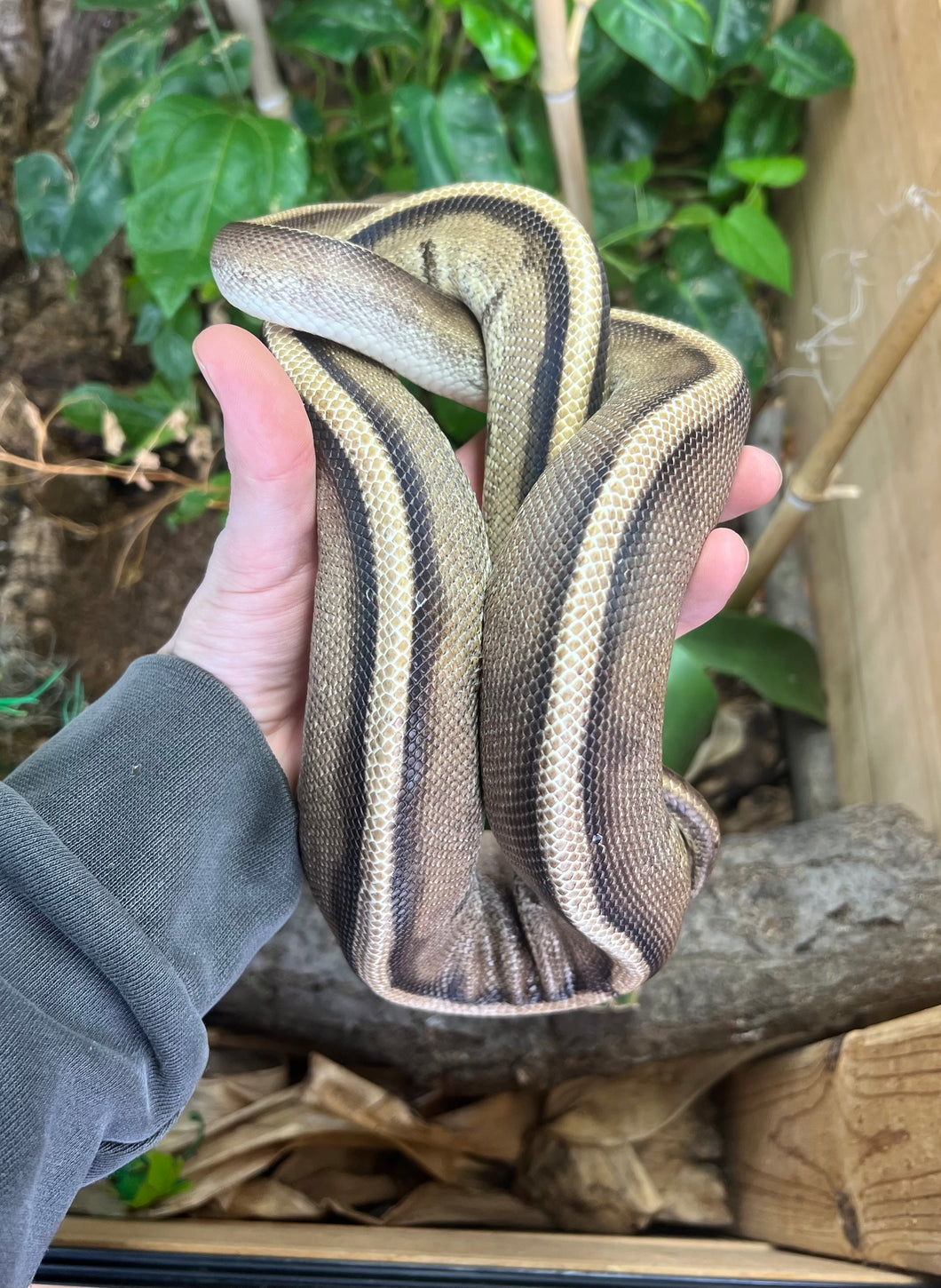 Adult Cinnamon G-Stripe Ball Python (Male)