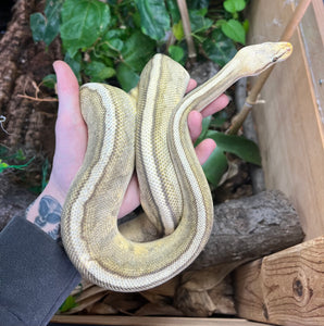 Adult G-Stripe Ball Python (Female)