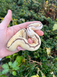 Baby Bumblebee Clown Ball Python