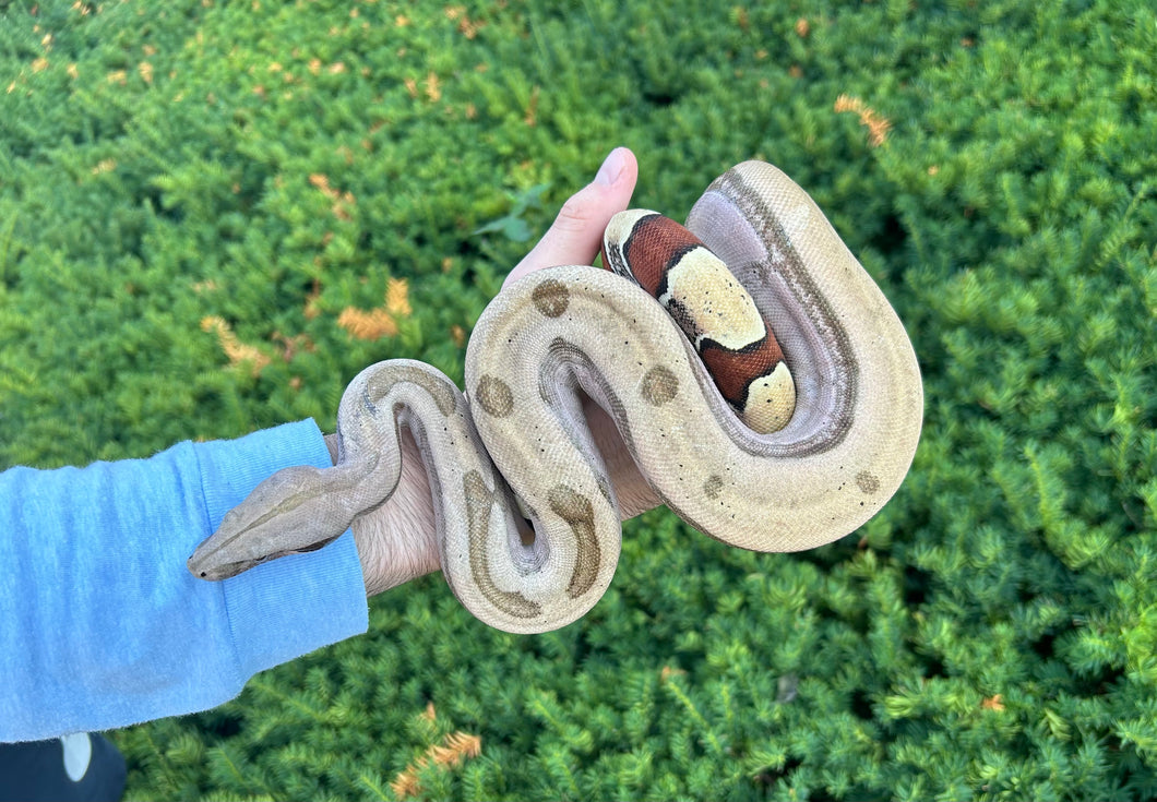 Sub-Adult Aberrant Striped Guyana Boa (Male)