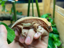 Load image into Gallery viewer, Adult Phantom Lilly Crested Gecko (Female)