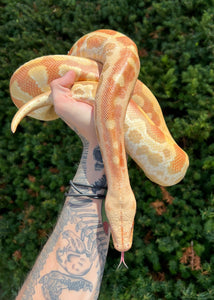 Sub-Adult T+ Albino Blood Python (Female)