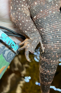 Sub-Adult Red Tegu (Female)