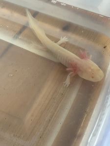 Axolotl