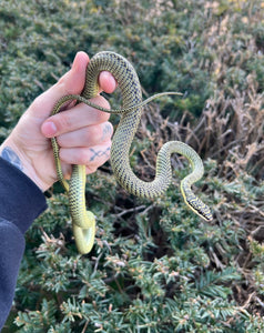 Adult Ornate Flying Snake