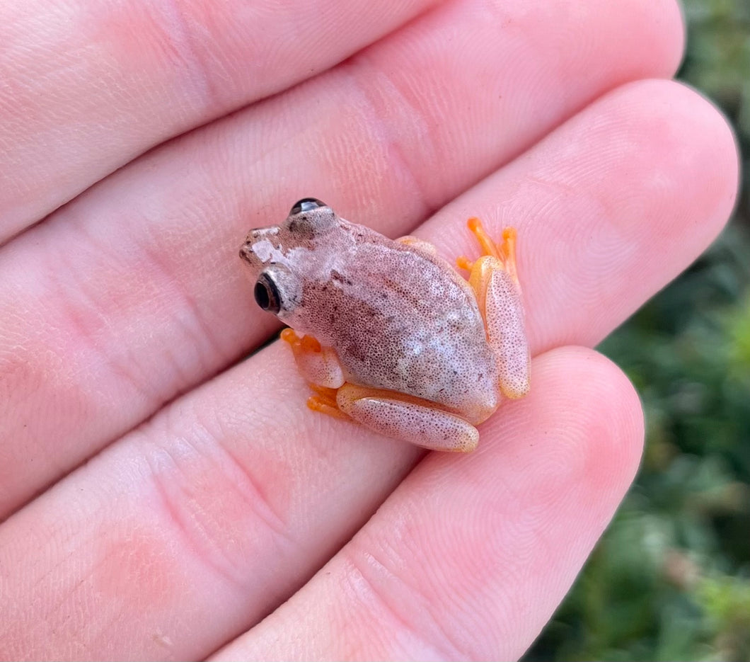 Blue Back Reed Frog