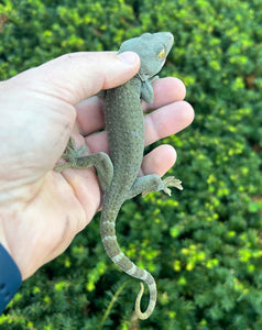 Adult ‘Patternless’ Tokay Gecko (Female 2)