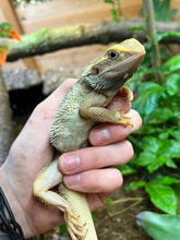 Load image into Gallery viewer, Adult Paradox Bearded Dragon (Male 1)