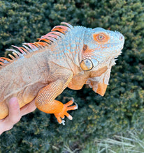 Load image into Gallery viewer, Adult Red Iguana (Male)