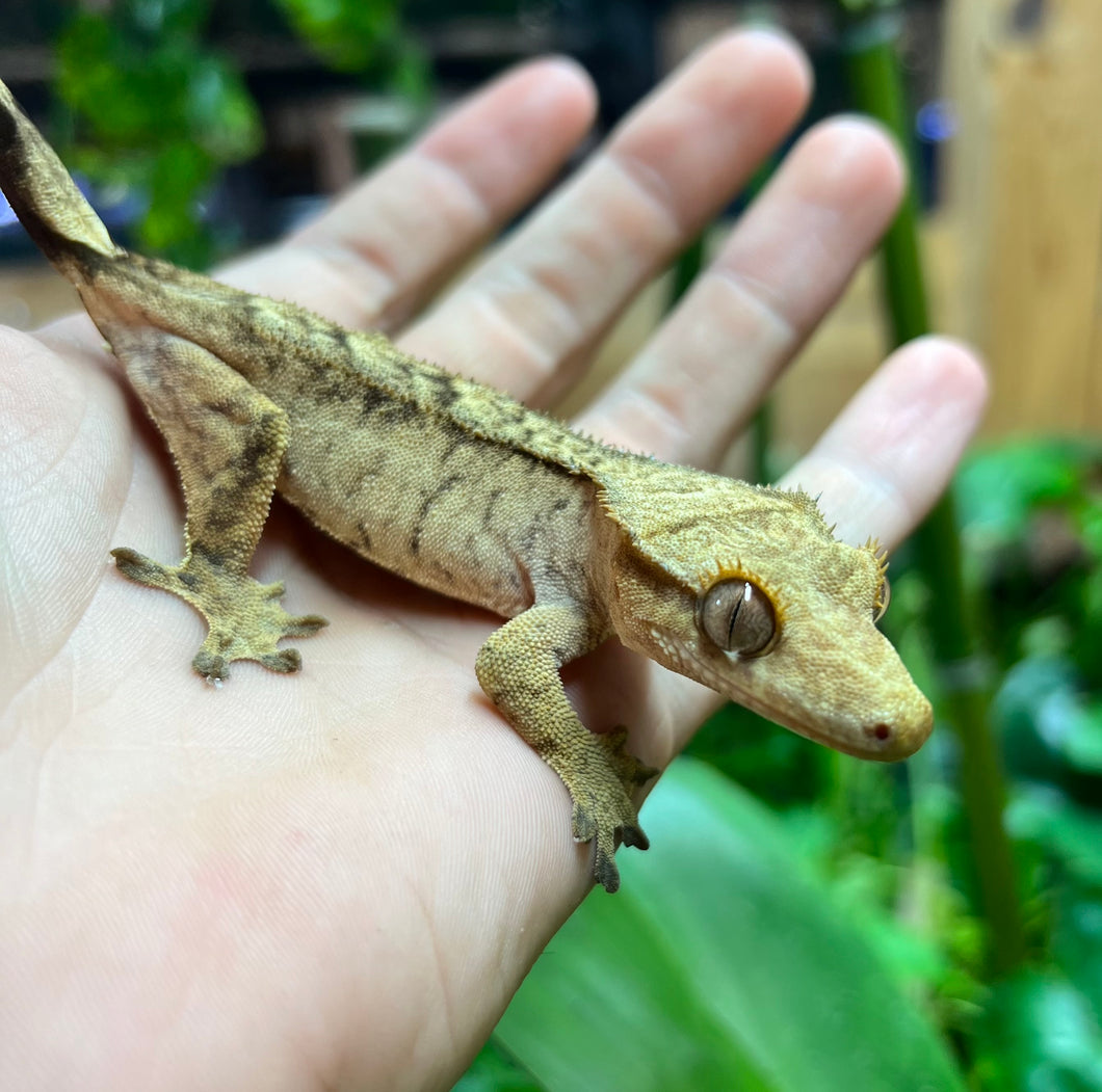 Adult Tiger Crested Gecko (Female)