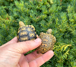 Baby ‘High-Color’ Baby Leopard Tortoise