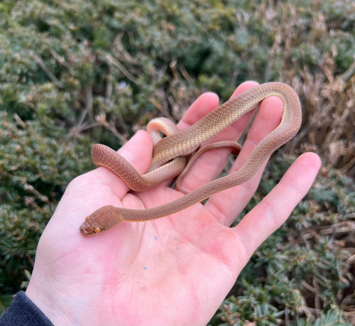 Sub-Adult Arabian Cat Snake (Female)