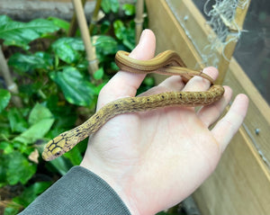 Juvenile Chinese King Ratsnake