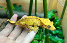 Load image into Gallery viewer, Adult Brindle partial Pinstripe Crested Gecko (Female)