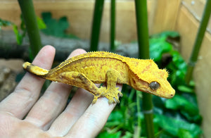 Adult Brindle partial Pinstripe Crested Gecko (Female)