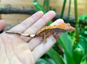 Juvenile Crested Gecko (Assorted Morph)