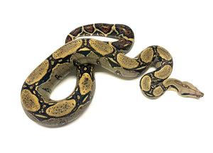 Sub-Adult Columbian Red-Tailed Boa Constrictor (Female)