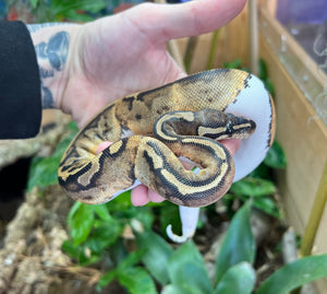 Juvenile Pied Ball Python (Female 1)