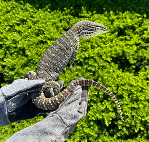 Sub-Adult Argus Monitor