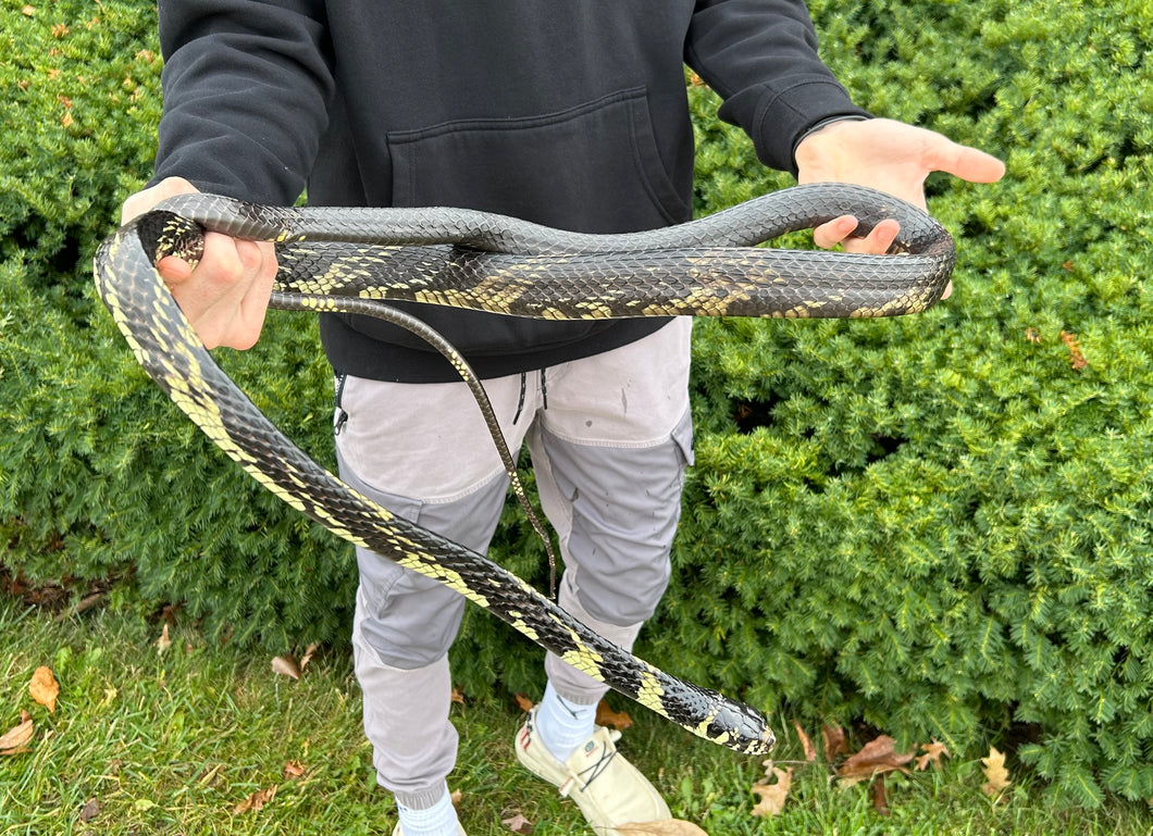 Adult Tiger Ratsnake (Male 2)